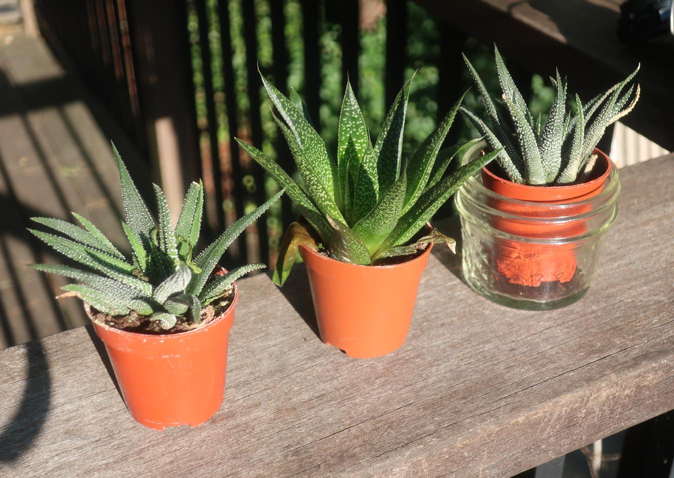 Cacti Cacti