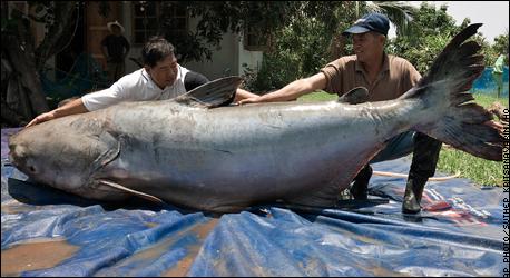 Huge catfish catfish