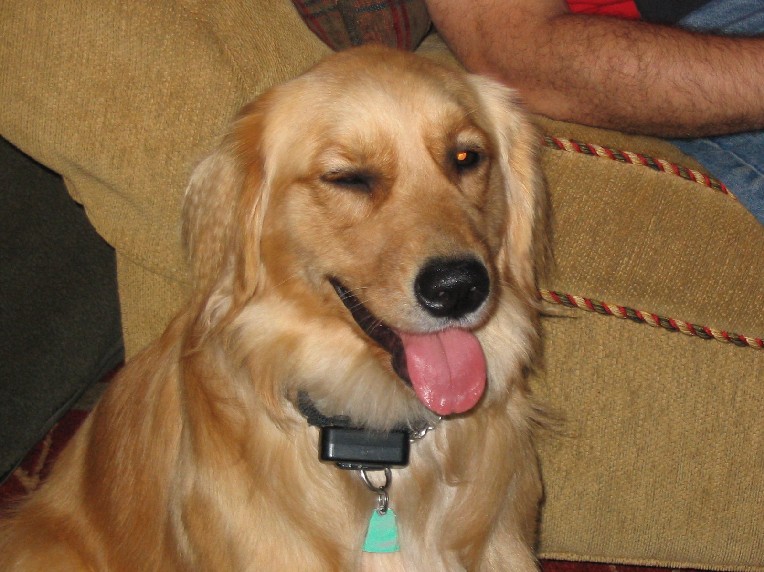 Labrador Dog with Redeye labrador dog