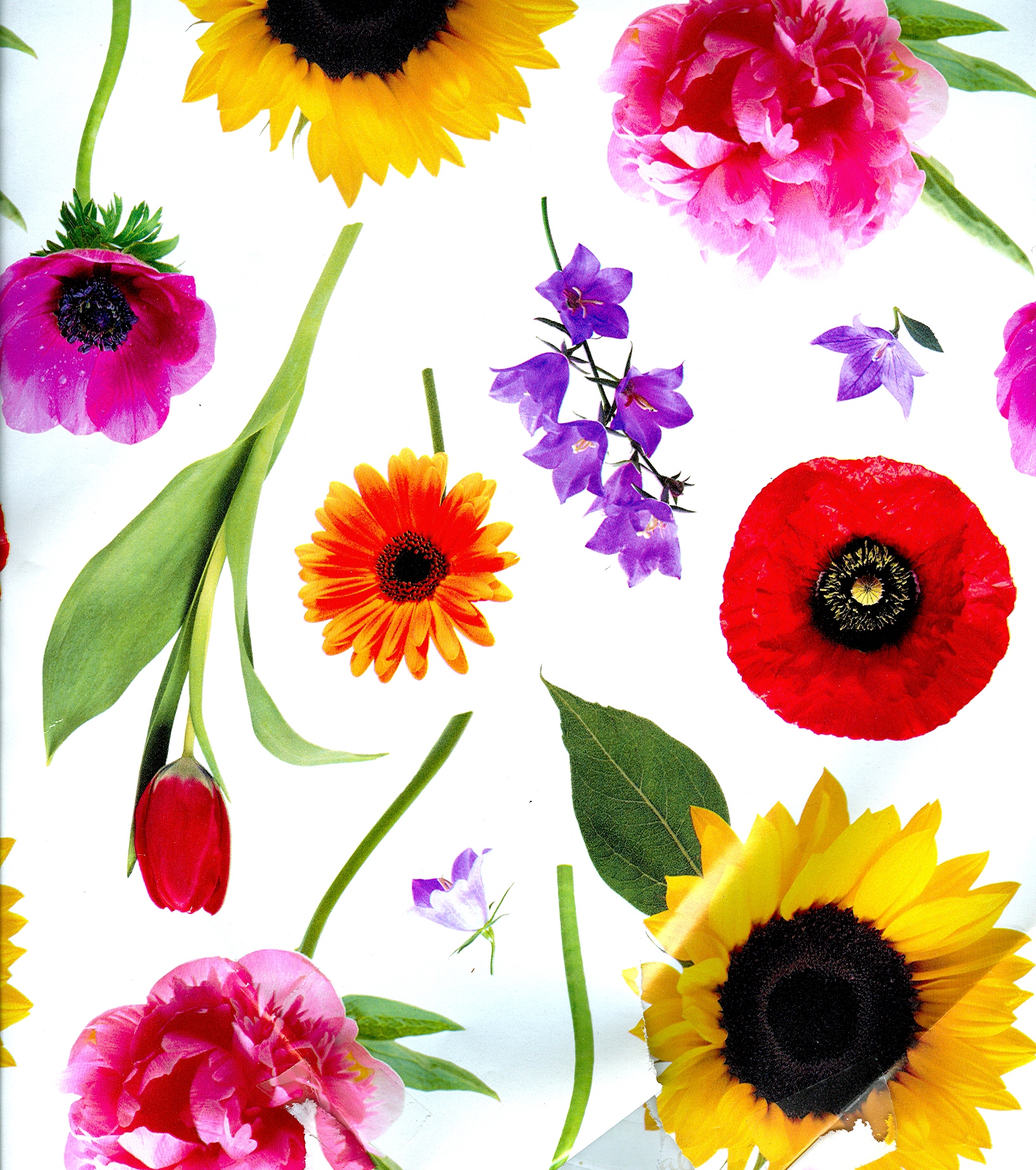 Flowers Scan flowers scan