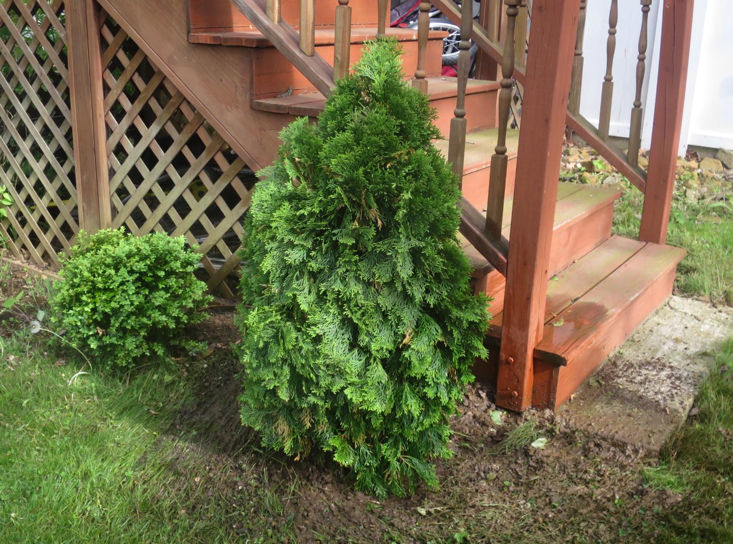 Evergreen Tree Evergreen Tree