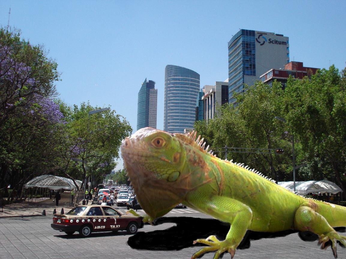 Giant Iguana Giant Iguana