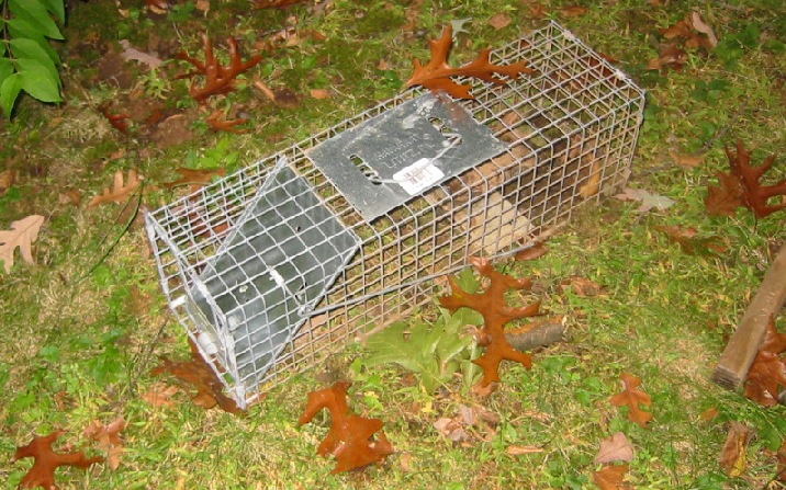 Small Mammal Trap trap